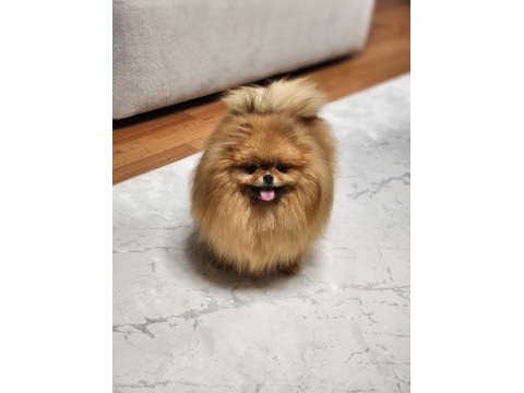 Dişi türkiyedeki en iyisi pomeranian