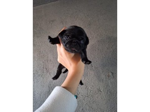 Yurt dışı girişli solid siyah jaguari pug yavrular