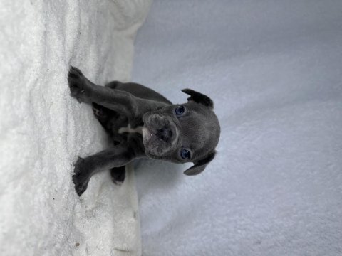 Mavi göz a kalite french bulldog yavrular
