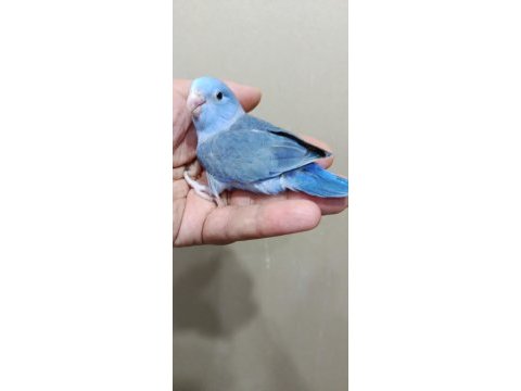 Forpus erkek bebek