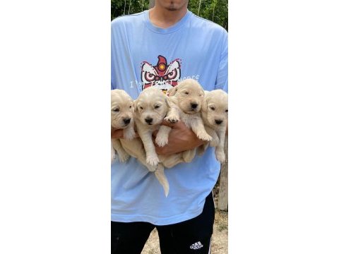Safkan ayı surat golden retriever yavrularım