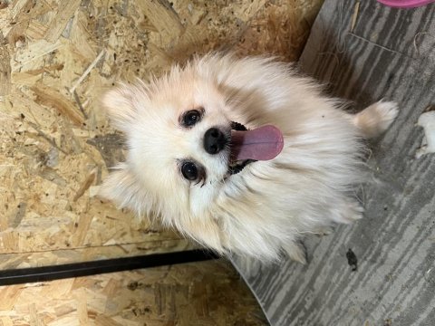 Dişi pomeranian boo