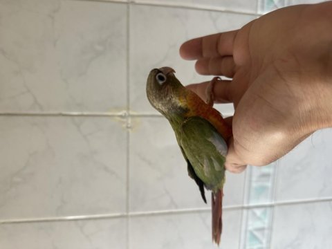 El besleme renk güzeli konur papağanı