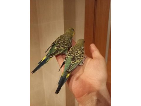 Yavru muhabbet kuşlar