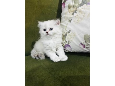 British longhair 3.5 aylık erkek