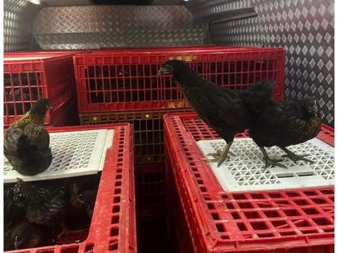 Yarka satışlarımız devam ediyor