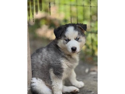 Yakışıklı ve güzel husky köpekler