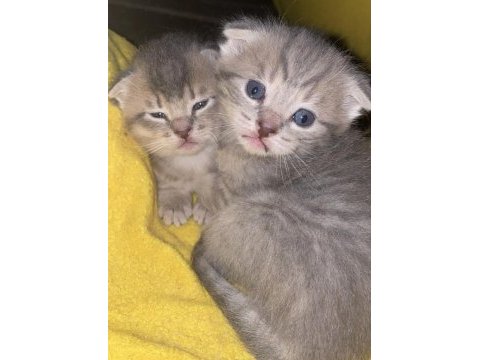 Scottish fold kızlar