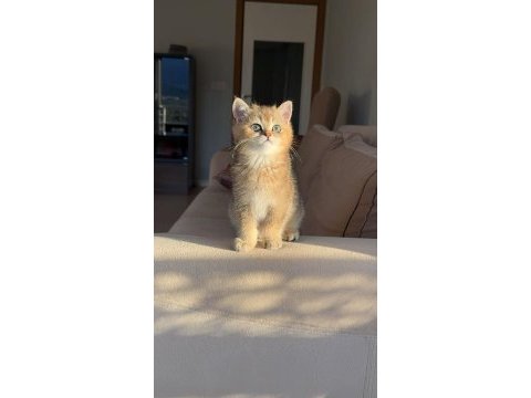 Yavru british shorthair bebişler