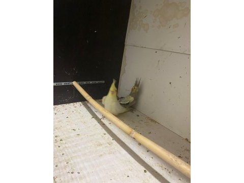 2 adet yeme düşmüş sultan papağanı kuşlarım