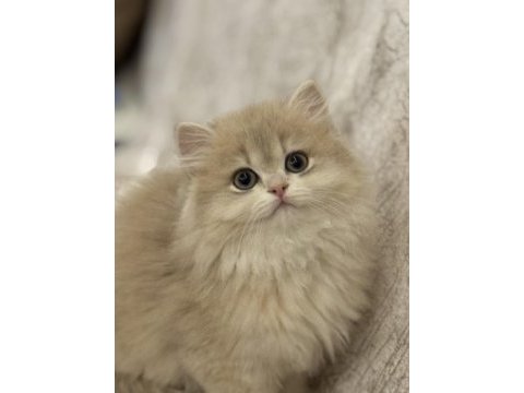 Saf kan cy 12 british longhair