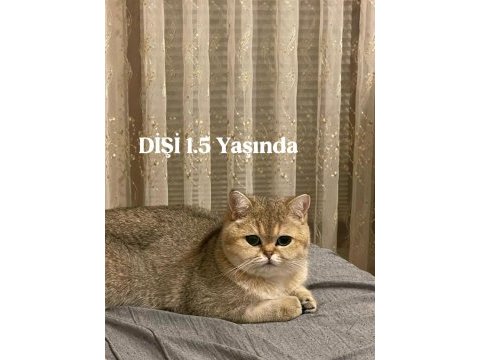 British shorthair kediler
