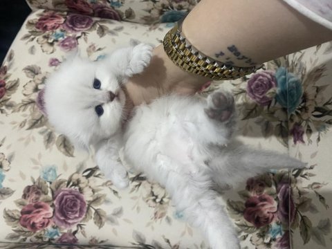 Eskişehir tepebaşından british longhair