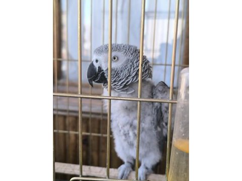 Evcil ve konuşan jako papağanı stres geçirmiştir