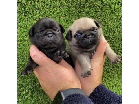 Irk ve sağlık garantili köpekler