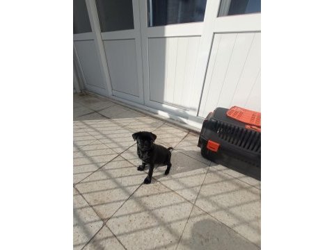 Dışı pug mops yavrusu