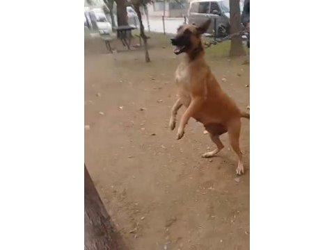 Belçika kurdu köpekler