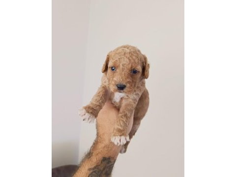 Poodle yavru köpeğimiz