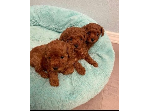 Kilo garantili toypoodle yavrular heryere gönderilir 