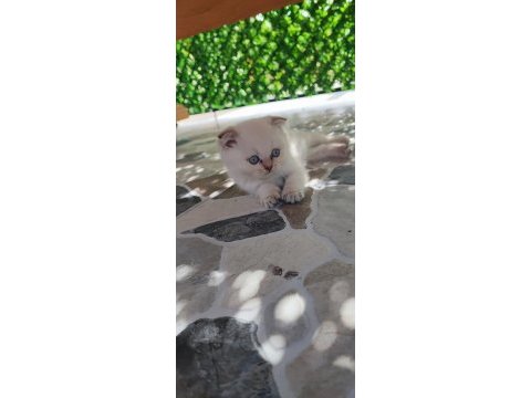 Scottish fold beyaz panter