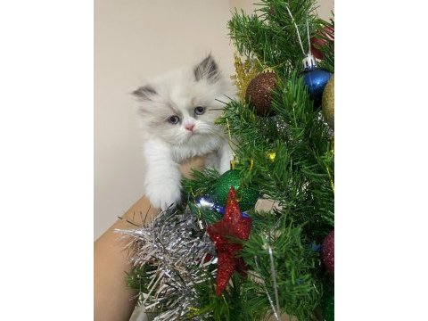 Yavru british longhair kedisi