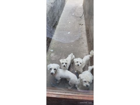 Maltese terrier sıfır numara köpeklerimiz
