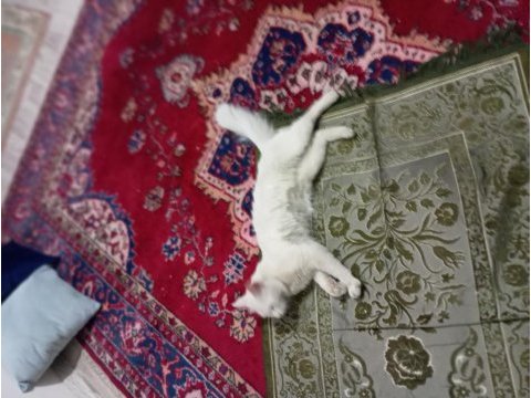 Kedimizi acil sahiplendirme