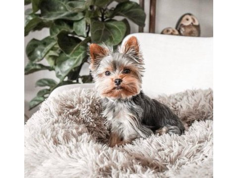 Teacup köpeğimiz daha büyümeyecek