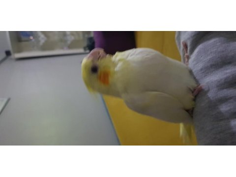 El besleme yavru sultan papağanı