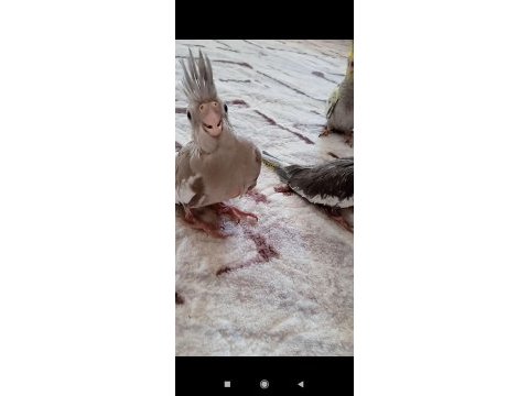 Yeni yeme düşen sultan papağanlar