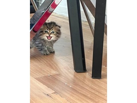 Mama karşılığında sahiplendirilecek kedimiz