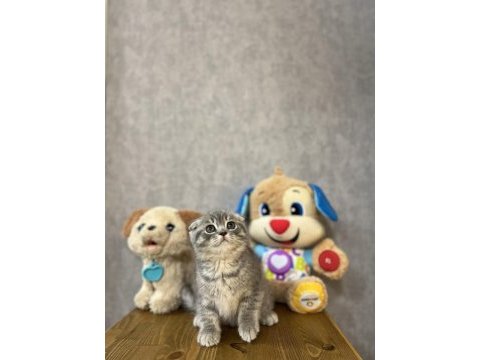 Sevimli scottish fold yavrularımız 