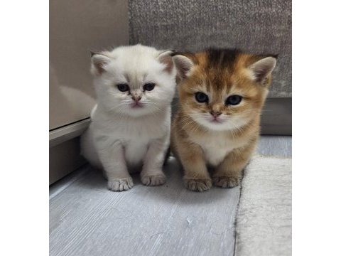 Minnoş kediler
