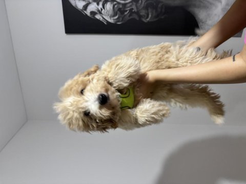 3.5 aylık maltipoo harika bir dişi