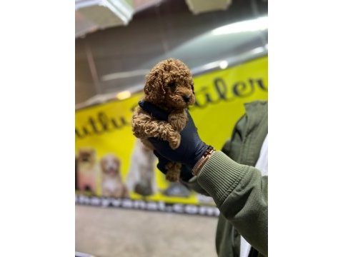 Toy poodle dünyası