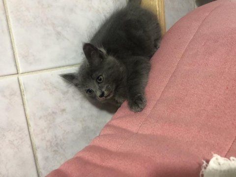 Russian blue yavru kedimiz