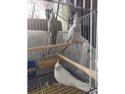 2,5 aylık sultan yavrular