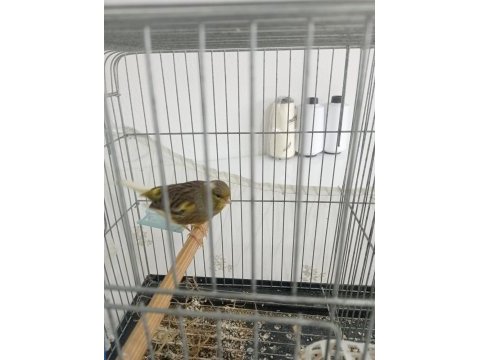 Lanc kırması iri özel kuşlar