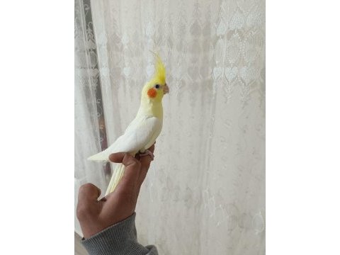 Satılık sultan papağanı erkek