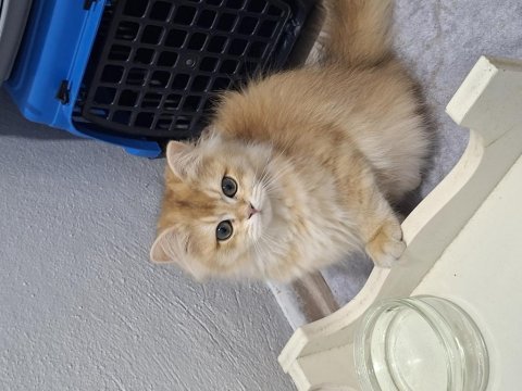 Golden ny12 erkek british longhair yavrum teslime hazır