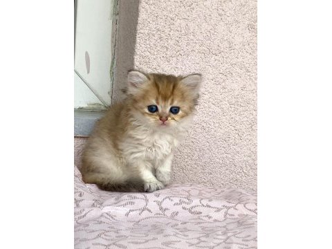 Golden ny 12 renkli gözlü güzel bebek prenses kedimiz
