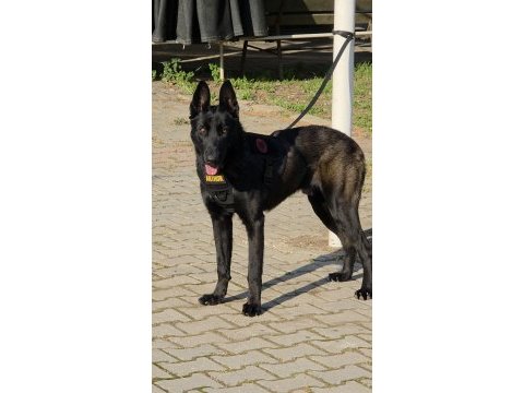 Fcı a şecereli malinois yavrular