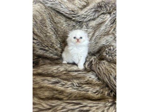 Irkının en güzel örnekleri kediler