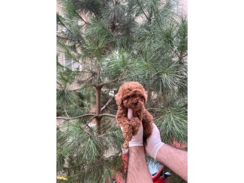 Kore teacup poodle yavru