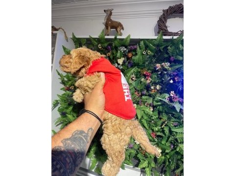 2 aylık toy poodle yavrumuz