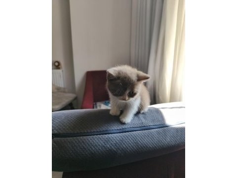 Cinnemon bio color erkek kedimiz 2 aylık