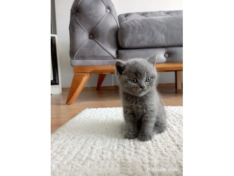 British shorthair gri yavru