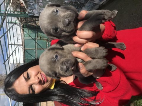 Dev mavi gözlü cane corso yavrularımız