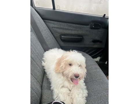 Maltipoo yavrumuza yuva arıyoruz ücretlidir