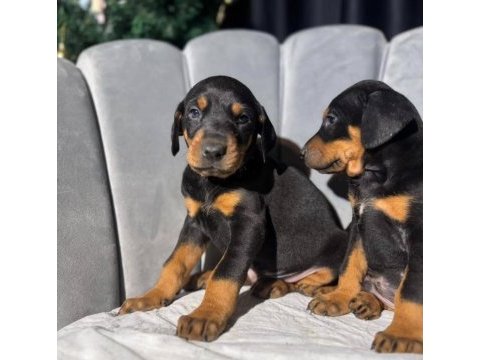 Erkek doberman king yavrularımız mağazamızdan sizlerle